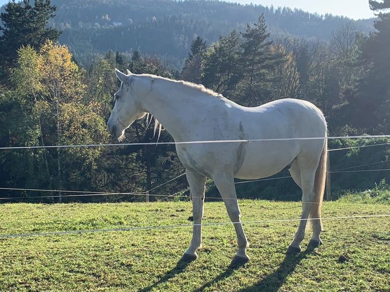 Lipizzaner Gelding 13 years 15.2 hh Grey in Baden