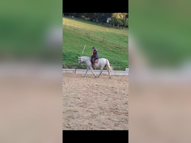 Lipizzaner Gelding 13 years 15.2 hh Grey in Baden