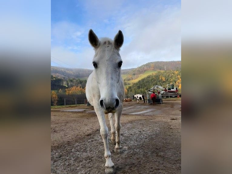 Lipizzaner Gelding 13 years 15.2 hh Grey in Baden