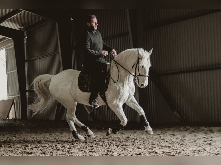 Lipizzaner Gelding 13 years 15,1 hh Gray in Szatymaz