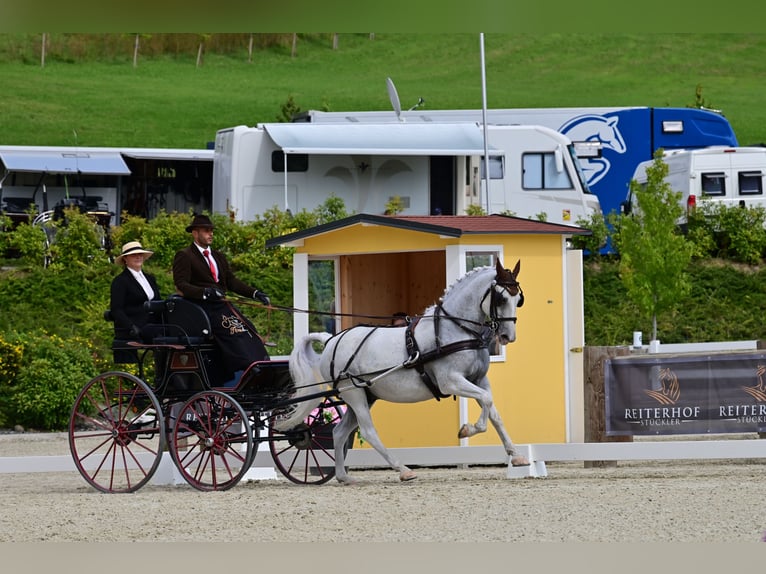 Lipizzaner Gelding 13 years 15,1 hh Gray in Szatymaz