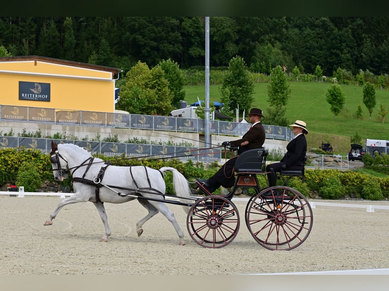 Lipizzaner Gelding 13 years 15,1 hh Gray in Szatymaz