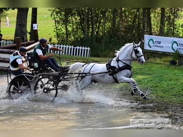 Lipizzaner Gelding 13 years 15,1 hh Gray in Szatymaz