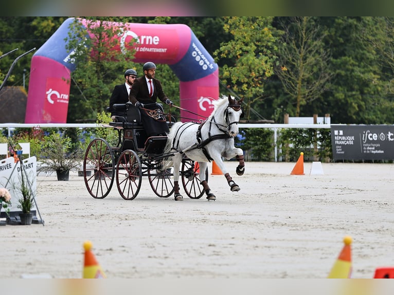 Lipizzaner Gelding 13 years 15,1 hh Gray in Szatymaz