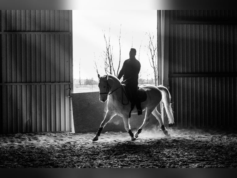 Lipizzaner Gelding 13 years 15,1 hh Gray in Szatymaz