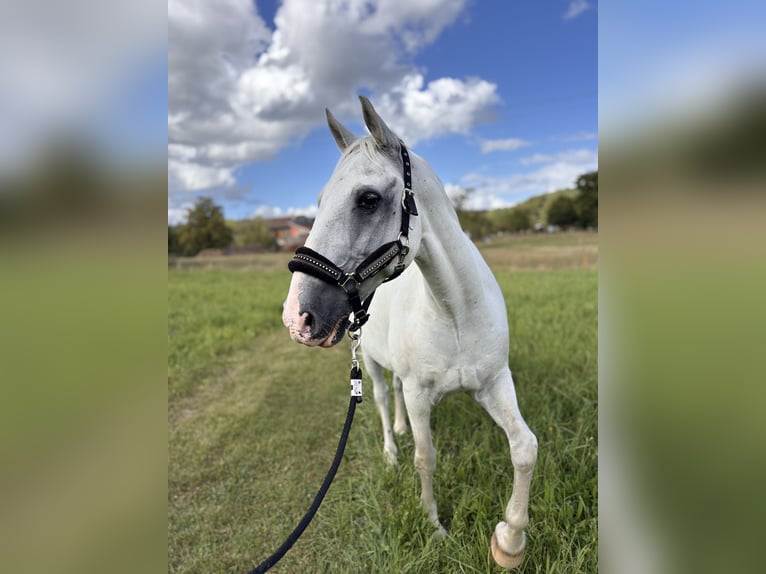 Lipizzaner Gelding 13 years 15,1 hh Grey in les islettes