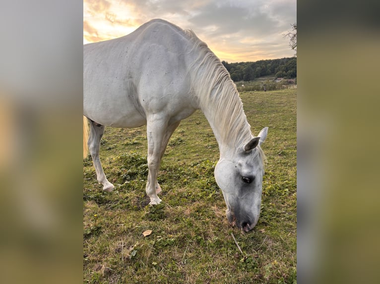 Lipizzaner Gelding 13 years 15,1 hh Grey in les islettes