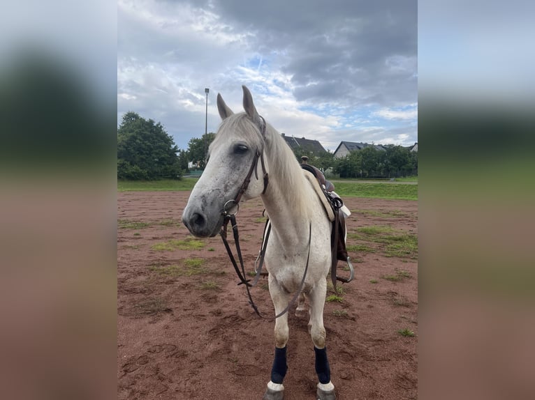 Lipizzaner Mix Gelding 13 years 15,1 hh Grey in Lebach