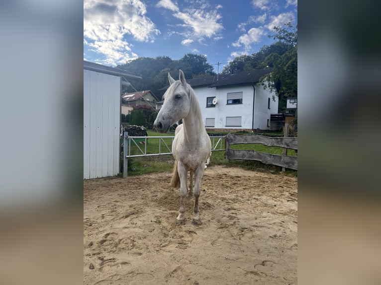 Lipizzaner Mix Gelding 13 years 15,1 hh Grey in Lebach