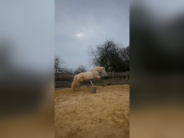 Lipizzaner Mix Gelding 13 years 15,1 hh Grey in Lebach