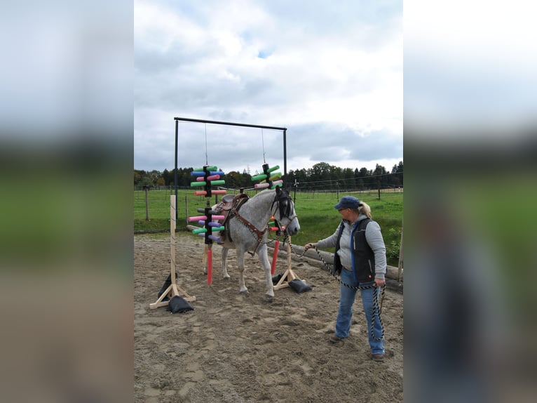 Lipizzaner Gelding 13 years 15,2 hh Grey in Kolbermoor