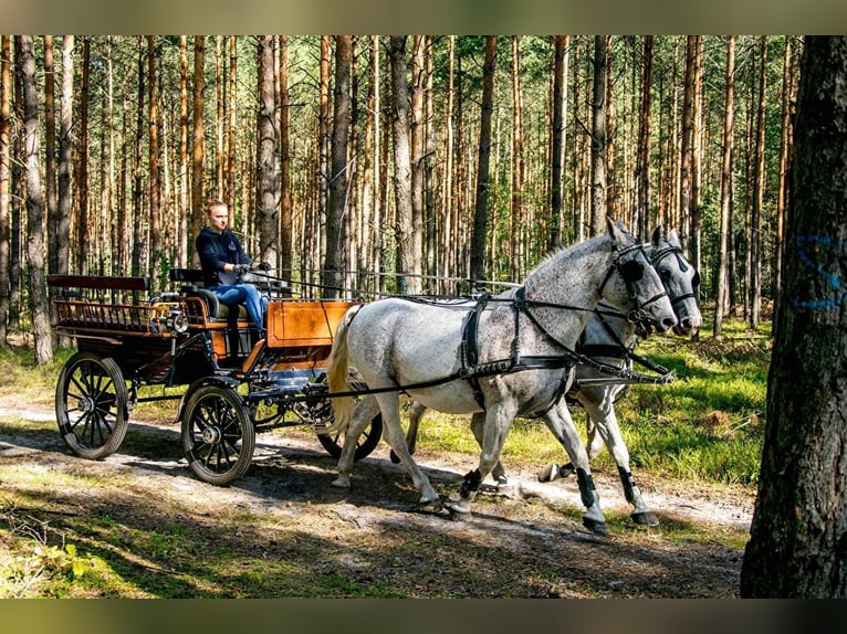 Lipizzaner Gelding 13 years 16 hh Gray in Przedbórz