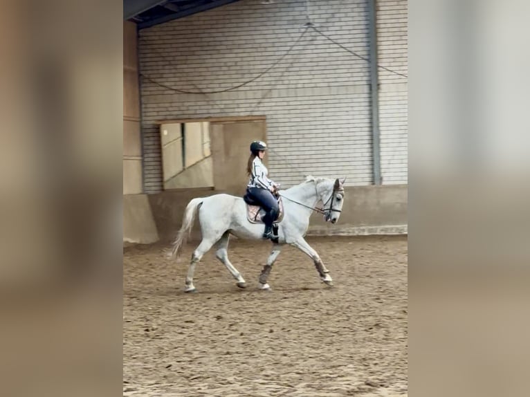 Lipizzaner Gelding 13 years 16,2 hh Grey in Schlo&#xDF; Holte-Stukenbrock