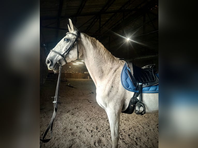 Lipizzaner Gelding 14 years 15,3 hh Gray-Fleabitten in Studniska Dolne