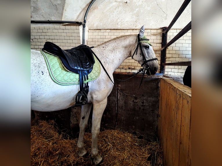 Lipizzaner Gelding 14 years 15,3 hh Gray-Fleabitten in Studniska Dolne