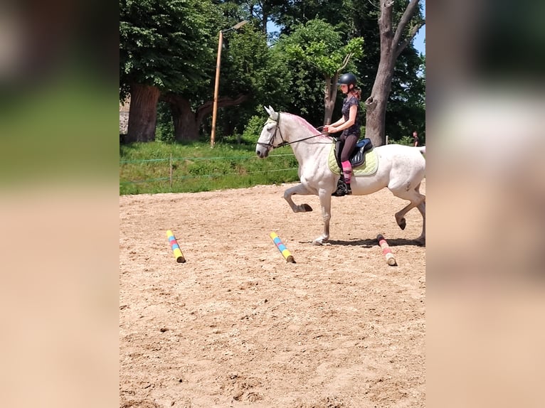 Lipizzaner Gelding 14 years 15,3 hh Gray-Fleabitten in Studniska Dolne