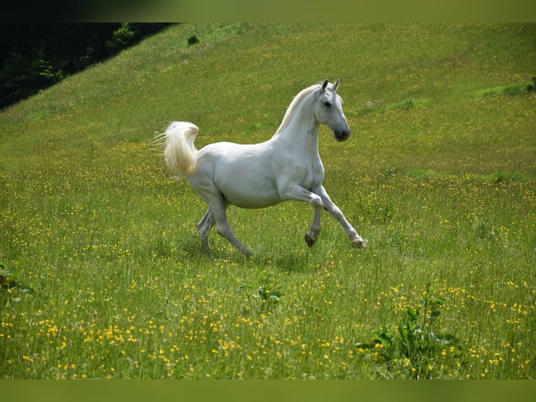 Lipizzaner Gelding 14 years 15 hh Gray in Leonstein