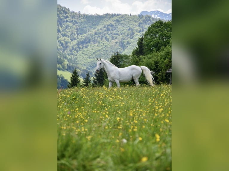 Lipizzaner Gelding 14 years 15 hh Gray in Leonstein