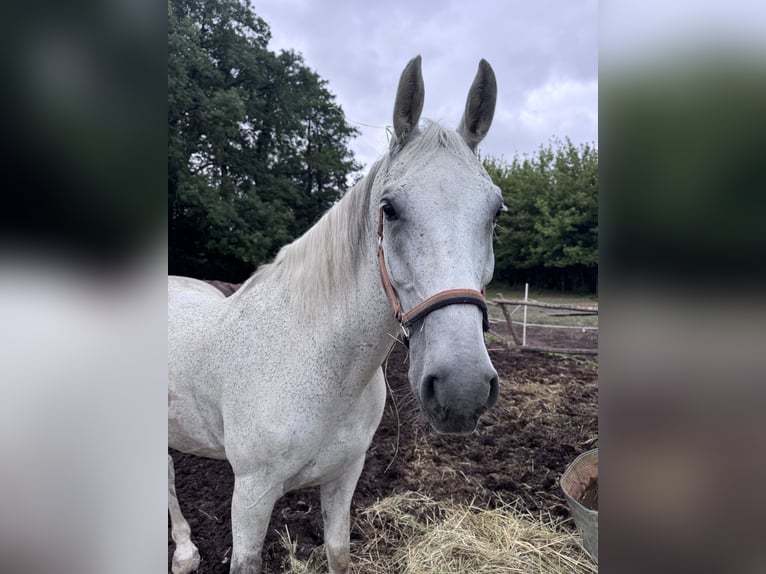 Lipizzaner Mix Gelding 14 years 16 hh Grey in Warszawa