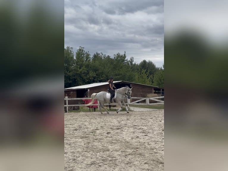 Lipizzaner Mix Gelding 14 years 16 hh Grey in Warszawa