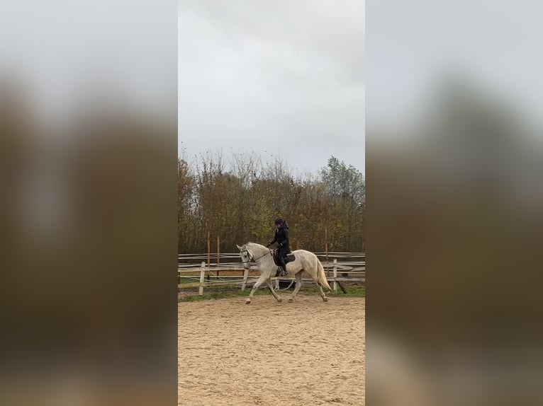 Lipizzaner Mix Gelding 14 years 16 hh Grey in Warszawa