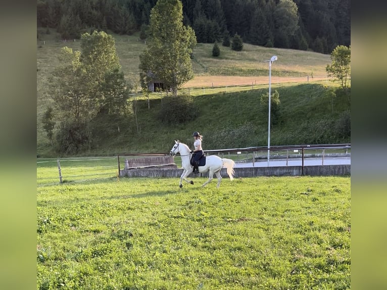 Lipizzaner Gelding 15 years 14,3 hh Grey in Leonstein