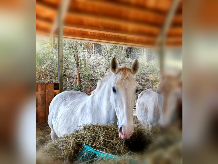 Lipizzaner Gelding 15 years 15.1 hh Grey in Elz