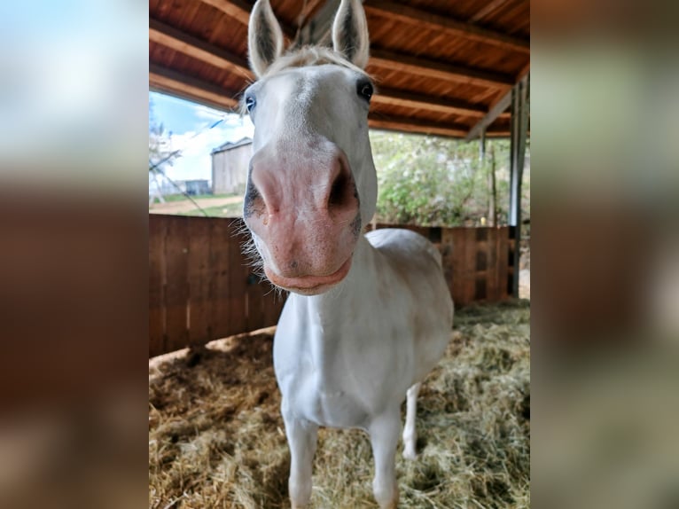 Lipizzaner Gelding 15 years 15,1 hh Grey in Elz