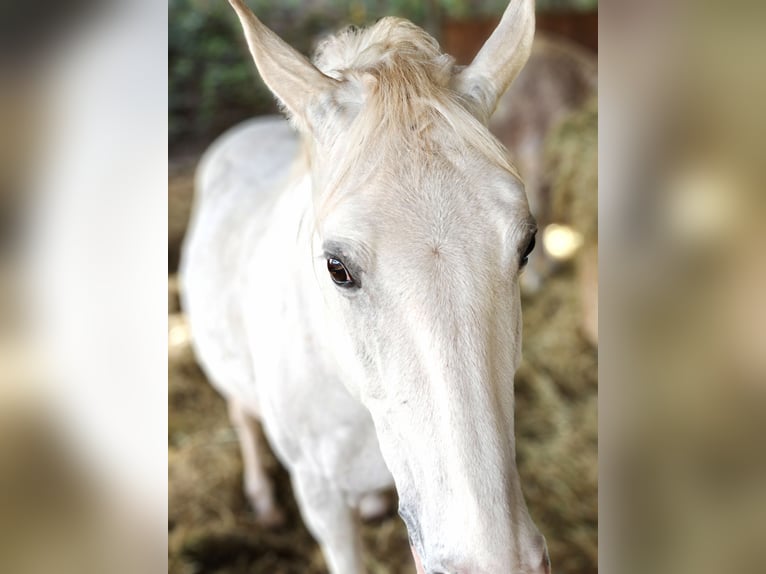 Lipizzaner Gelding 15 years 15,1 hh Grey in Elz