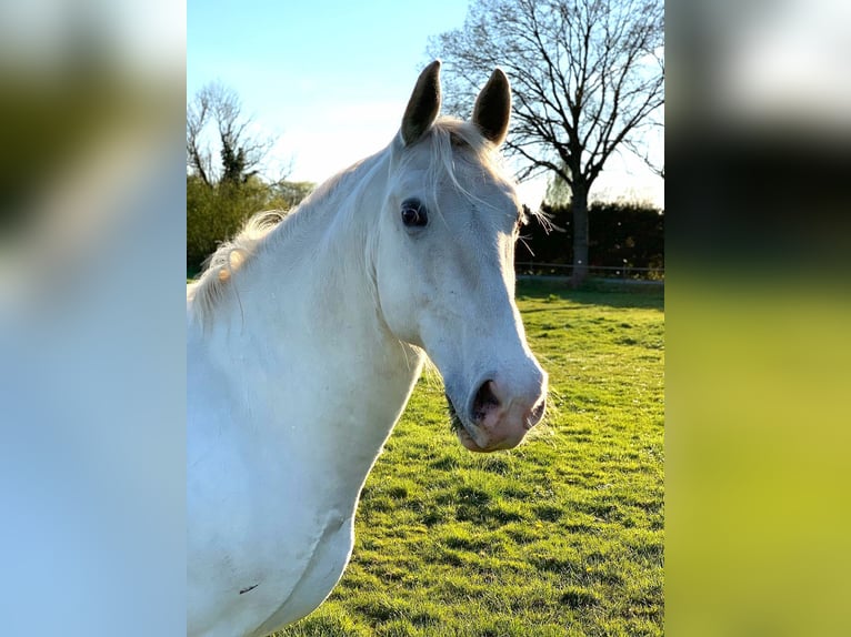 Lipizzaner Gelding 15 years 15,1 hh Grey in Elz