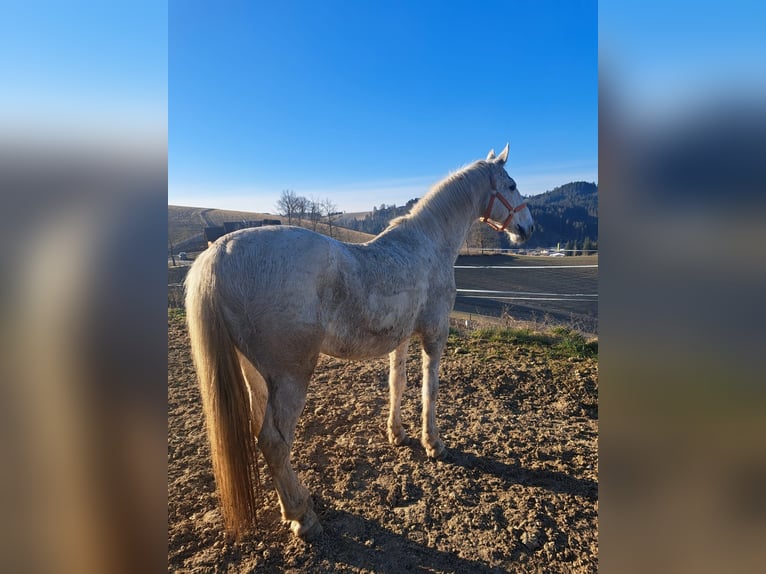 Lipizzaner Gelding 16 years 15,2 hh Gray in Pabneukirchen