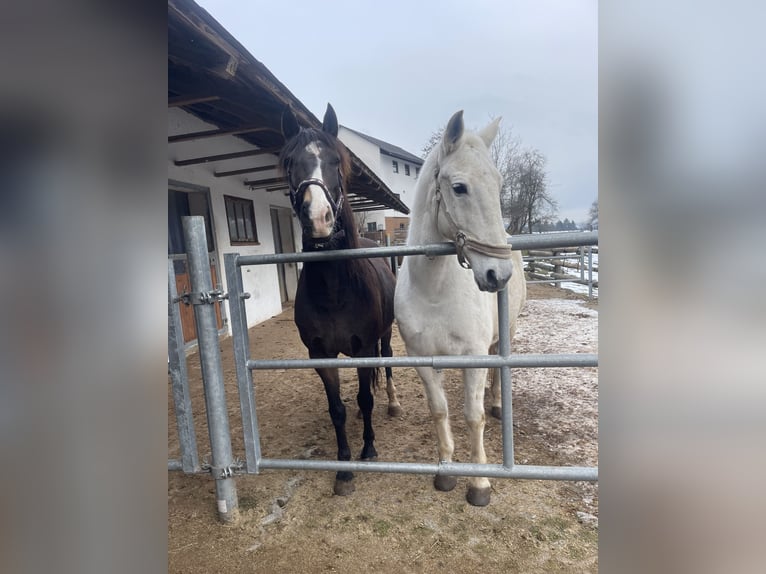 Lipizzaner Mix Gelding 16 years 15,2 hh Grey in Stiwoll