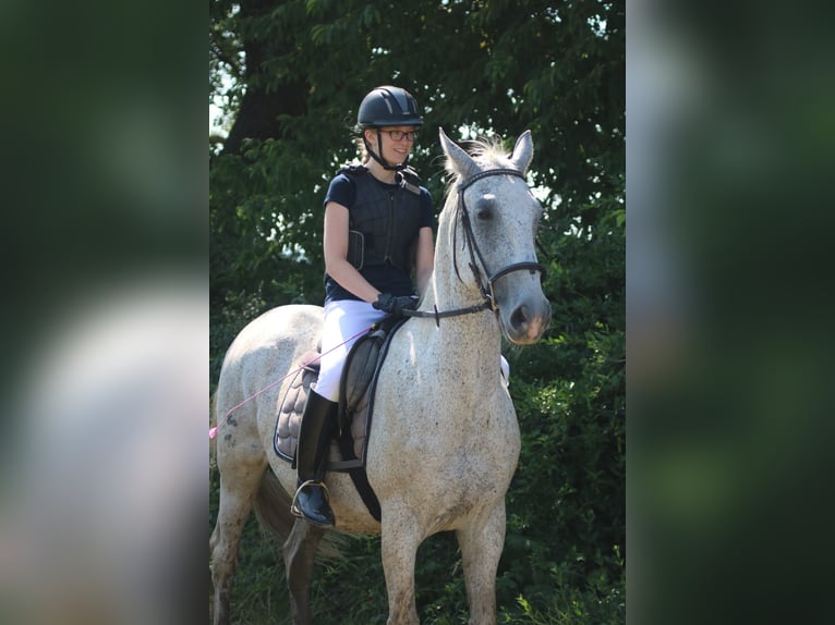 Lipizzaner Mix Gelding 18 years 16 hh Gray-Fleabitten in Neustadl an der Donau