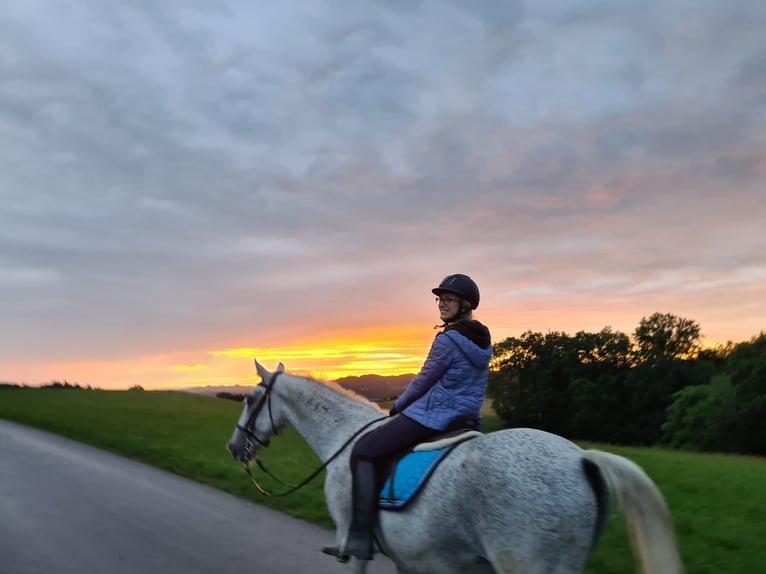 Lipizzaner Mix Gelding 18 years 16 hh Gray-Fleabitten in Neustadl an der Donau