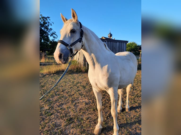 Lipizzaner Mix Gelding 19 years 15,1 hh White in Neunkirchen