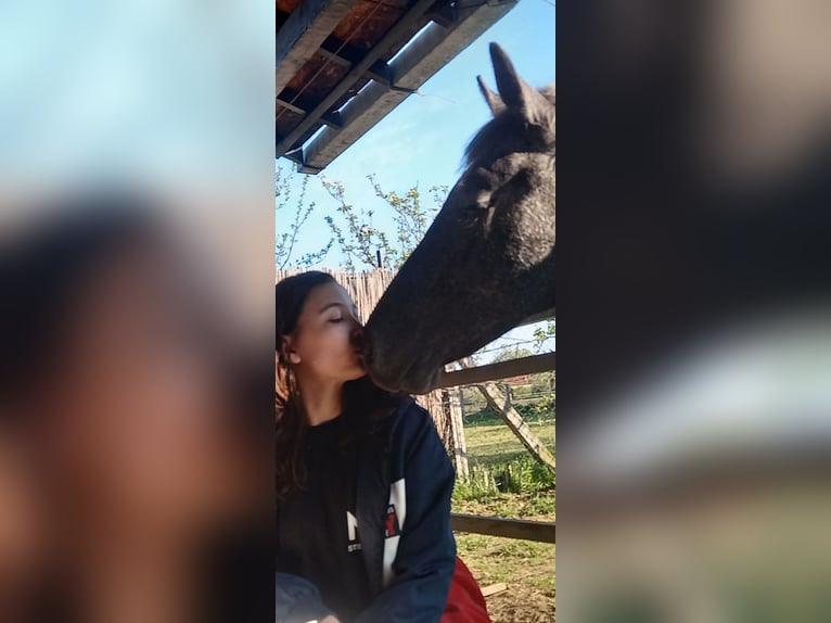 Lipizzaner Gelding 1 year 14,2 hh Grey in Belegis