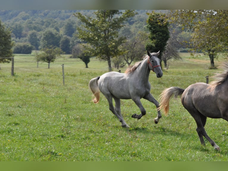 Lipizzaner Gelding 1 year 15,1 hh Gray in Velika Loka