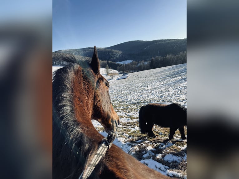 Lipizzaner Gelding 20 years  in Grünhain-Beierfeld