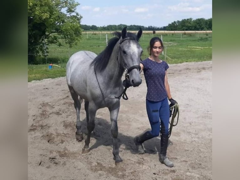 Lipizzaner Gelding 2 years 14,2 hh Gray in Rechnitz