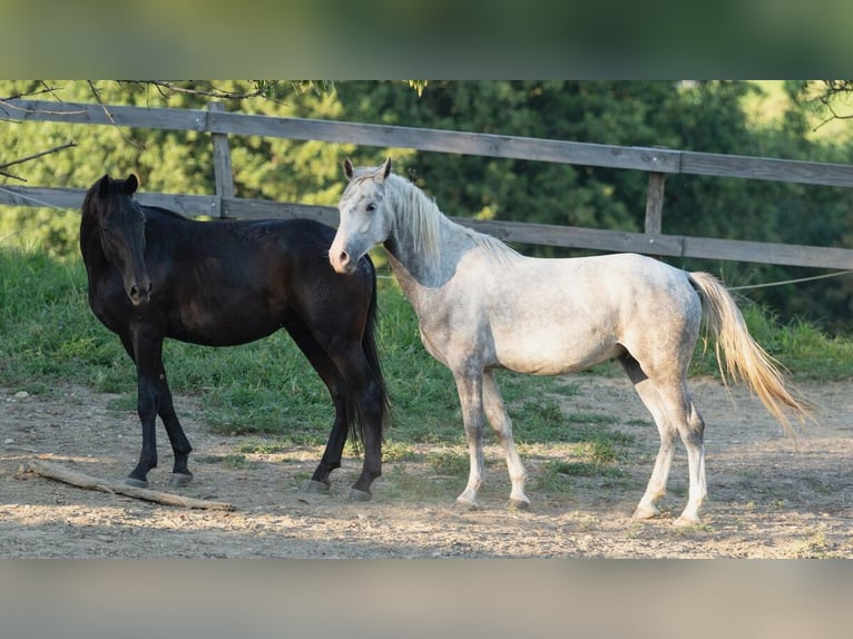 Lipizzaner Gelding 2 years 15,1 hh Black in Ptuj