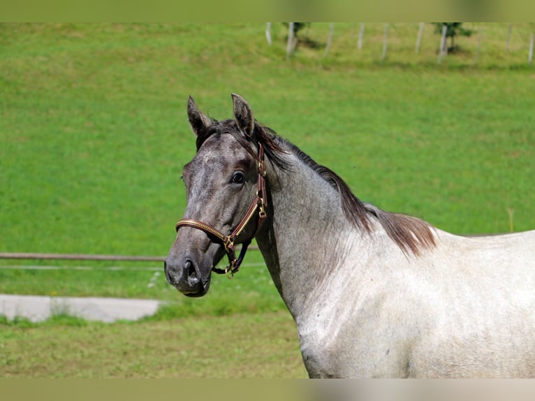 Lipizzaner Gelding 2 years 15,1 hh Gray in Radovljica