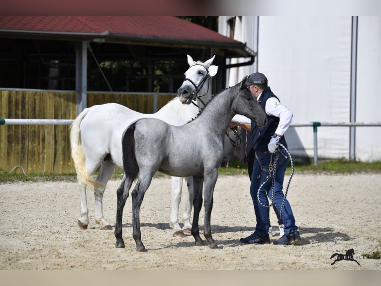 Lipizzaner Gelding 2 years 15,1 hh Gray in Radovljica