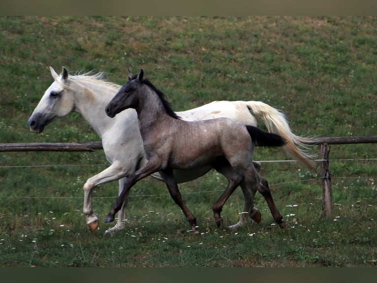 Lipizzaner Gelding 2 years 15,1 hh Gray in Radovljica