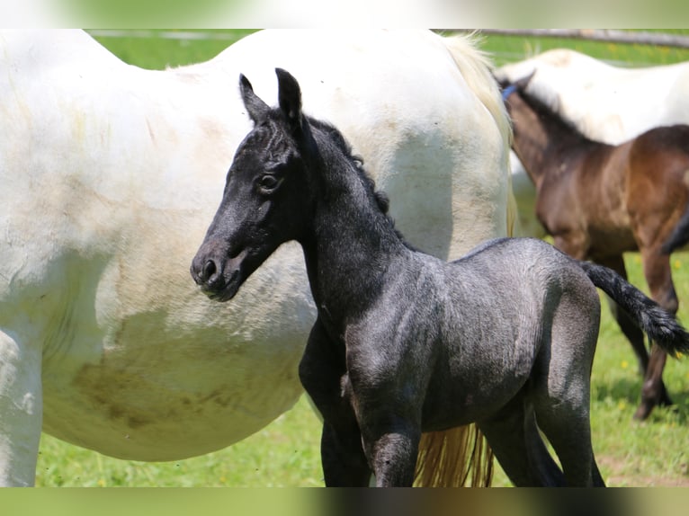 Lipizzaner Gelding 2 years 15,1 hh Gray in Radovljica