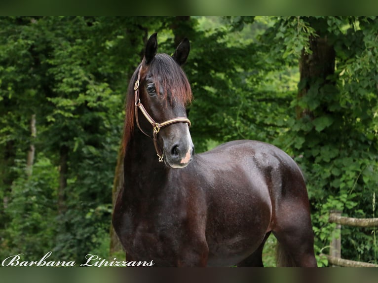 Lipizzaner Gelding 2 years 15,1 hh Gray in Radovljica