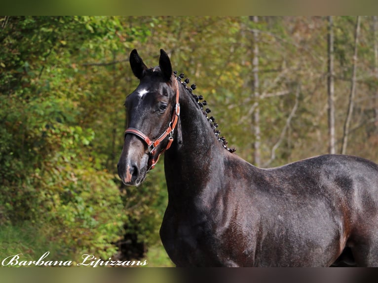 Lipizzaner Gelding 2 years 15,1 hh Gray in Radovljica