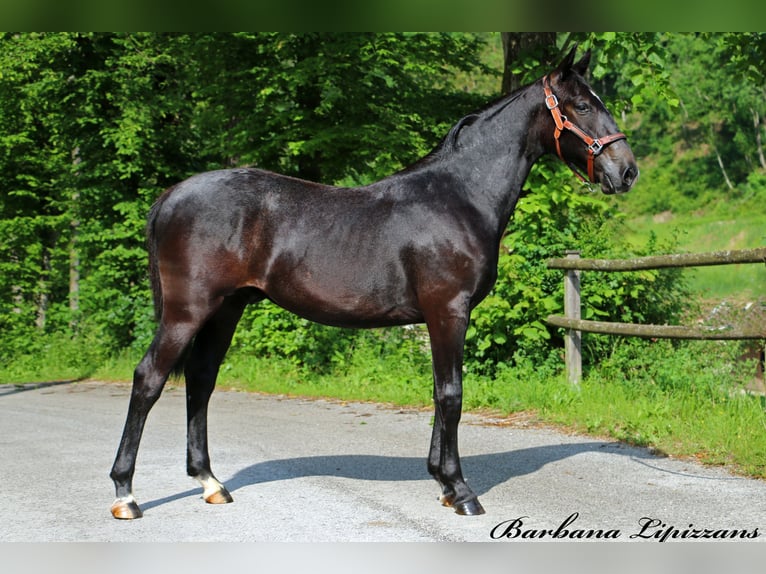 Lipizzaner Gelding 2 years 15,1 hh Gray in Radovljica