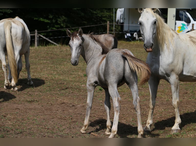 Lipizzaner Gelding 2 years 15,2 hh Gray in Radovljica