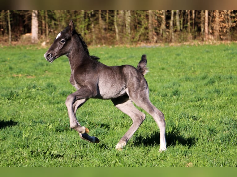 Lipizzaner Gelding 2 years 15,2 hh Gray in Radovljica