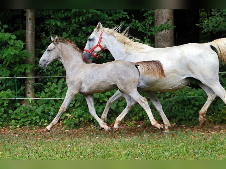 Lipizzaner Gelding 2 years 15,2 hh Gray in Radovljica